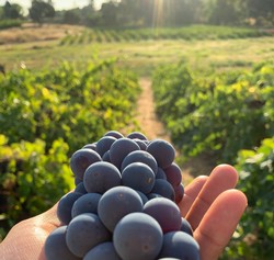 Vino Bajo El Sol 2022